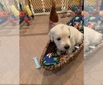 Small Photo #110 Golden Retriever Puppy For Sale in CARLSBAD, CA, USA