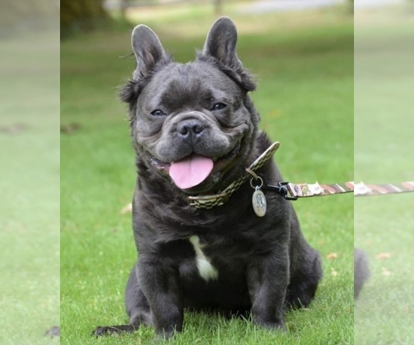 Full screen Photo #1 French Bulldog Puppy For Sale in TACOMA, WA, USA