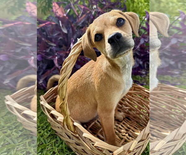 Medium Photo #1 Black Mouth Cur-Dachshund Mix Puppy For Sale in Royal Palm Beach, FL, USA