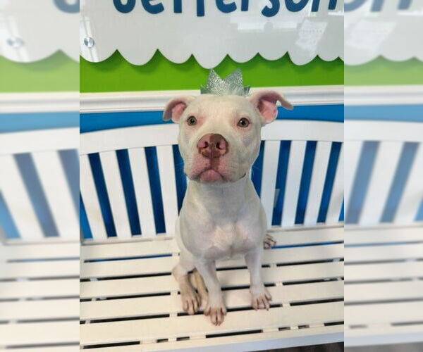 Medium Photo #1 American Pit Bull Terrier-Unknown Mix Puppy For Sale in Oakhurst, NJ, USA