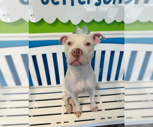 American Pit Bull Terrier-Unknown Mix Dogs for adoption in Oakhurst, NJ, USA