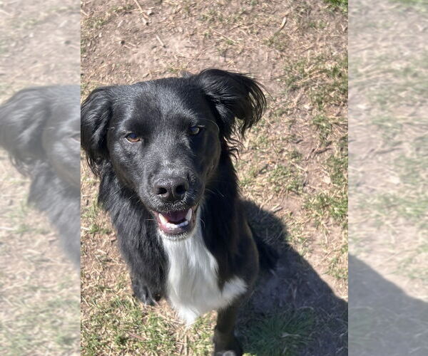 Medium Photo #2 Mutt Puppy For Sale in Brewster, NY, USA