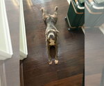 Small Photo #4 Mutt Puppy For Sale in Springdale, PA, USA