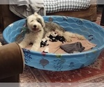 Small Photo #52 Old English Sheepdog Puppy For Sale in WILMINGTON, OH, USA
