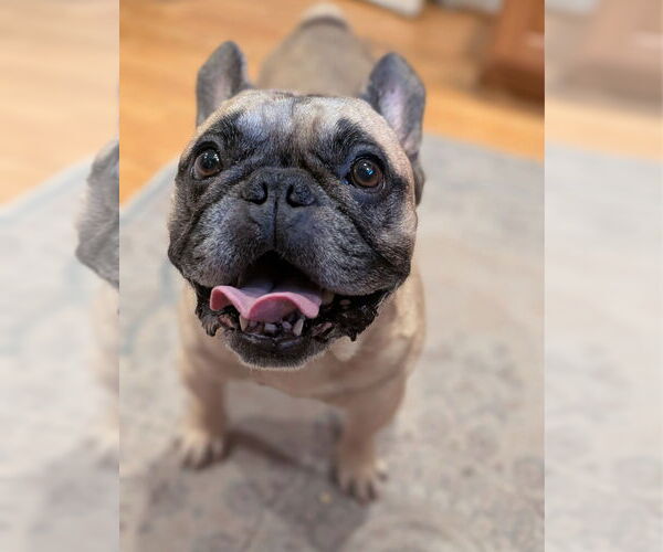 Medium Photo #3 French Bulldog Puppy For Sale in Raleigh, NC, USA