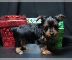 Small #5 Yorkshire Terrier