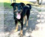 Small Labrador Retriever Mix