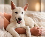 Small #2 Alaskan Husky-German Shepherd Dog Mix