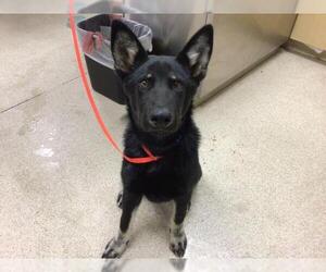 Siberian Husky-Unknown Mix Dogs for adoption in Riverside, CA, USA