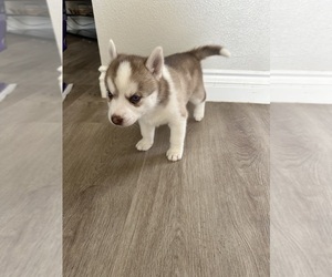 Siberian Husky Puppy for sale in NORTH LAS VEGAS, NV, USA
