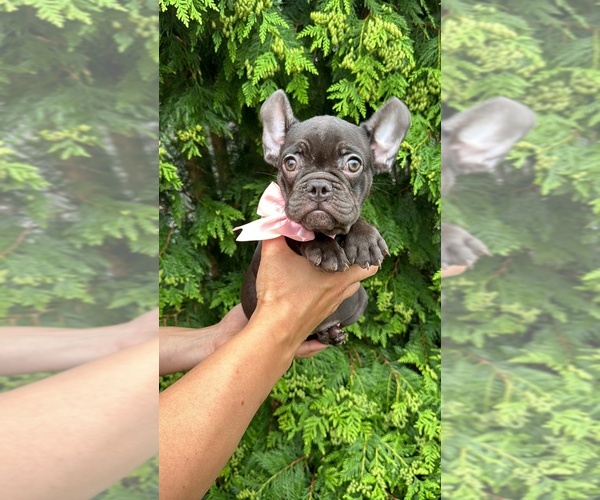 Medium Photo #2 French Bulldog Puppy For Sale in BROOKLYN, NY, USA