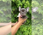 Small #1 French Bulldog