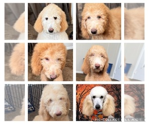 Poodle (Standard) Litter for sale in MARIANNA, FL, USA