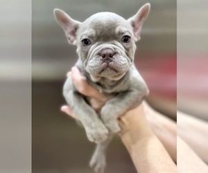 French Bulldog Puppy for sale in COLORADO SPRINGS, CO, USA