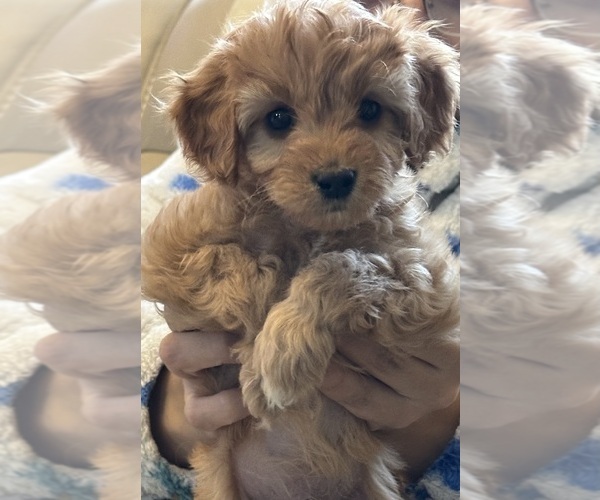 Medium Photo #1 Cavapoo Puppy For Sale in REHOBOTH, MA, USA