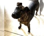 Small #9 American Pit Bull Terrier Mix