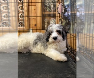 Cavapoo Puppy for sale in TELLICO PLAINS, TN, USA