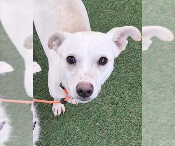 Medium Photo #1 Chihuahua-Unknown Mix Puppy For Sale in Woodland, CA, USA