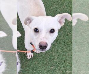 Chihuahua-Unknown Mix Dogs for adoption in Woodland, CA, USA