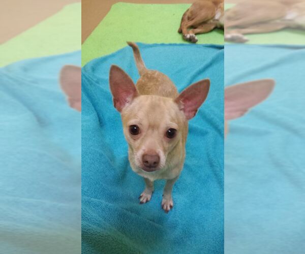 Medium Photo #6 Chihuahua-Unknown Mix Puppy For Sale in FAIRLAWN, OH, USA