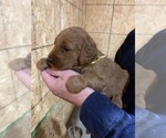 Small Photo #9 Goldendoodle Puppy For Sale in FULTON, MO, USA