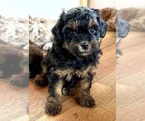 Poodle (Miniature)-Zuchon Mix Puppy for sale in ALGOMA, WI, USA