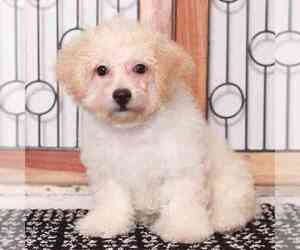 Poochon Puppy for sale in NAPLES, FL, USA