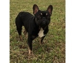 Small Photo #13 French Bulldog Puppy For Sale in BAKERSFIELD, CA, USA