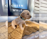 Small Photo #7 Golden Retriever Puppy For Sale in SEMINOLE, TX, USA