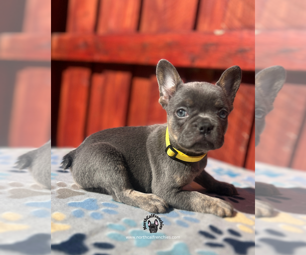 Medium Photo #5 French Bulldog Puppy For Sale in SACRAMENTO, CA, USA