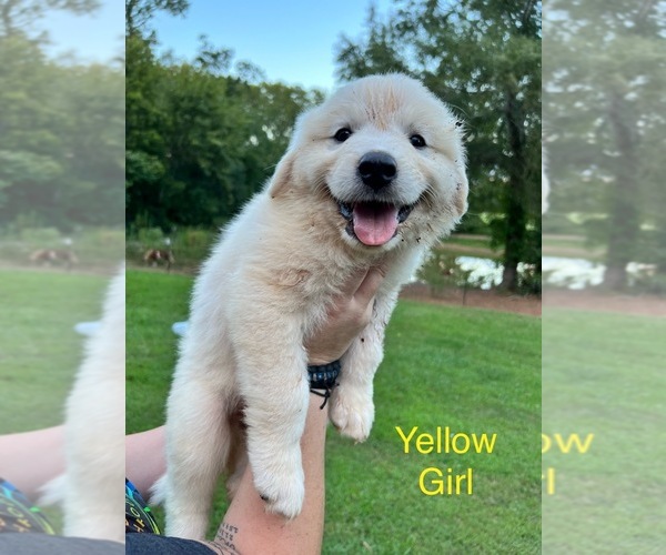 Medium Photo #6 Great Pyrenees Puppy For Sale in DANVILLE, AL, USA