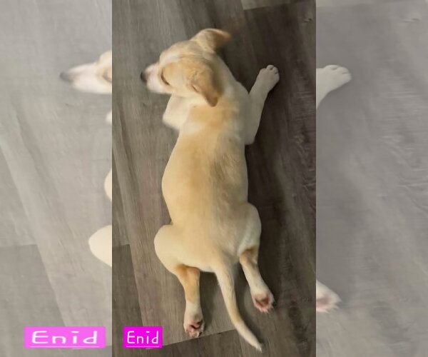 Medium Photo #3 Siberian Husky-Unknown Mix Puppy For Sale in Alexander, AR, USA