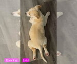 Small #2 Siberian Husky Mix