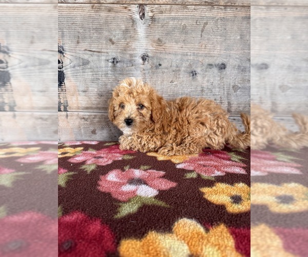 Medium Photo #8 Poodle (Miniature) Puppy For Sale in VERMONTVILLE, MI, USA