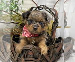 Small #5 Shorkie Tzu