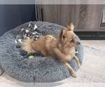 Small #2 Pomeranian