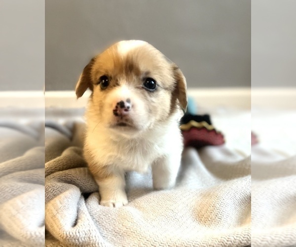 Medium Photo #3 Welsh Cardigan Corgi Puppy For Sale in CLARION, IA, USA
