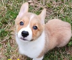Small Photo #4 Pembroke Welsh Corgi Puppy For Sale in BEULAVILLE, NC, USA