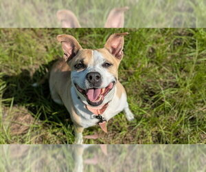 American Pit Bull Terrier-Unknown Mix Dogs for adoption in Ocala, FL, USA