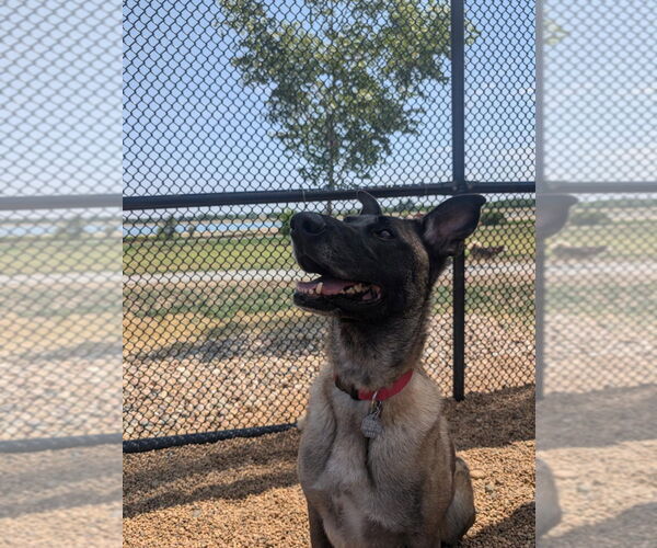 Medium Photo #2 Mutt Puppy For Sale in Imlay City, MI, USA