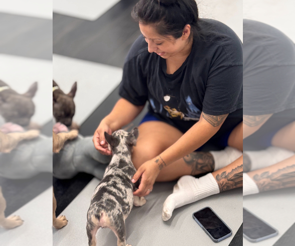 Medium Photo #4 French Bulldog Puppy For Sale in WINNSBORO, TX, USA