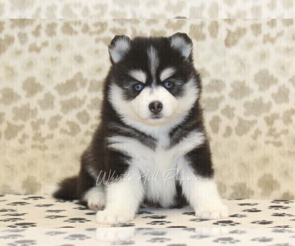 Medium Photo #3 Pomsky Puppy For Sale in DENVER, PA, USA
