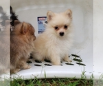 Small Photo #24 Pomeranian Puppy For Sale in DINWIDDIE, VA, USA
