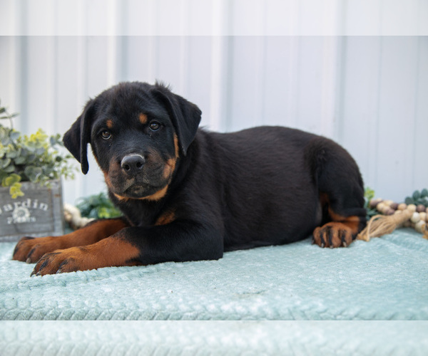 Medium Photo #2 Rottweiler Puppy For Sale in BRYANT, IN, USA