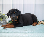 Small #1 Rottweiler