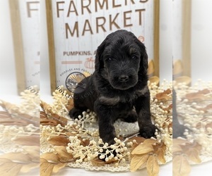 Goldendoodle Puppy for sale in MARYVILLE, MO, USA