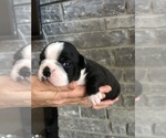 Small Photo #10 Boston Terrier Puppy For Sale in MARYSVILLE, WA, USA