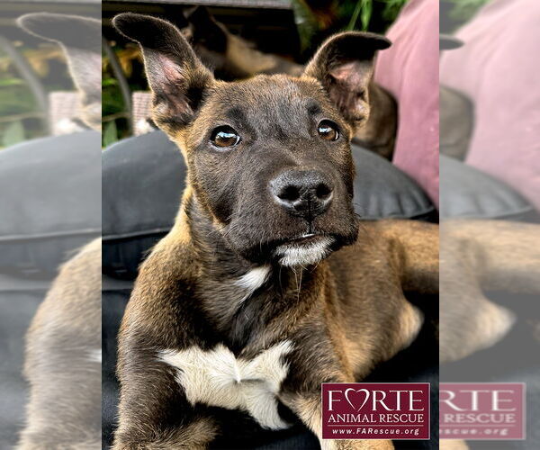 Medium Photo #1 Border Collie-Unknown Mix Puppy For Sale in Marina del Rey, CA, USA