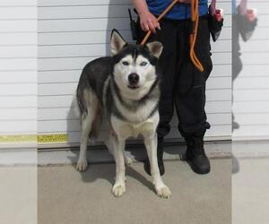 - Mix Dogs for adoption in Louisville, KY, USA