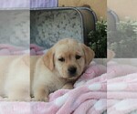 Small Photo #20 Labrador Retriever Puppy For Sale in SYRACUSE, IN, USA